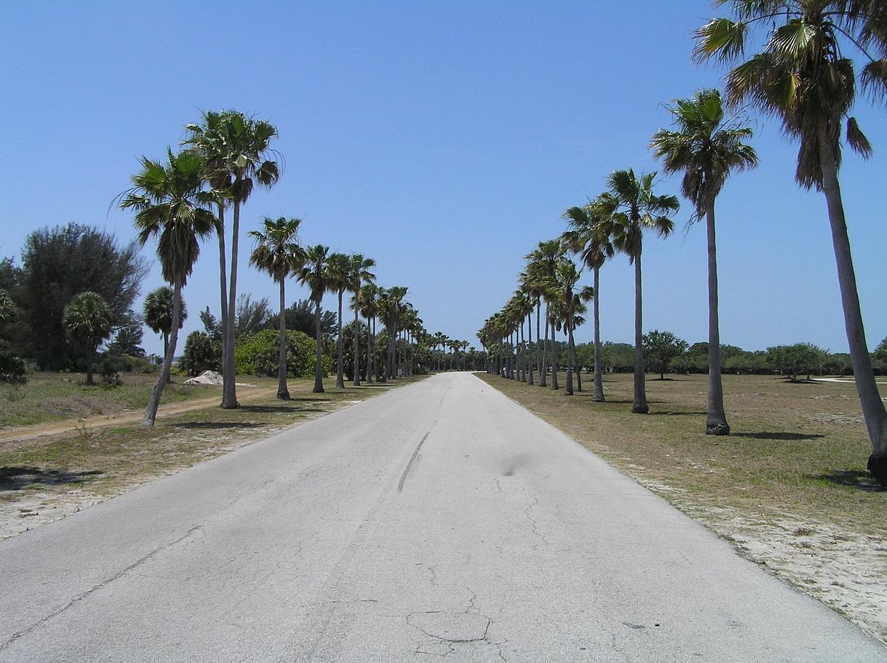 Palm-lined Florida road